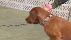 Գերմանիայի բանակային շներն` ընդդեմ կորոնավիրուսի