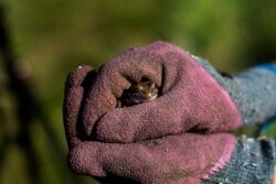 FILE - Helen Greaves, Ph.D. student at UCL Pond Restoration Research Group, holds a frog at a former wetland on farmland near Hindolveston, Dereham, eastern England, Sept. 13, 2019.