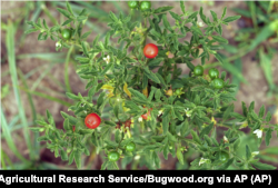 This undated image provided by Bugwood.org shows toxic Jerusalem cherry fruits, which closely resemble cherry tomatoes. (Photo Credit: Charles T. Bryson/USDA Agricultural Research Service/Bugwood.org via AP)