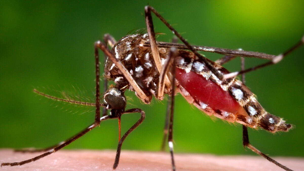 Mosquitoes Attracted to Malaria Parasite in People