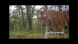 SHORT VIDEO: Սիբիրյան վագրը հատել է Ռուսաստանի և Չինաստանի սահմանը