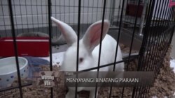 Menyayangi Binatang Piaraan di AS (2)