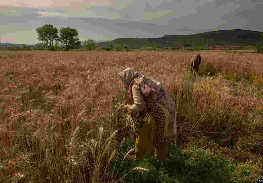Pakistani villager Hameeda Begum harvests crops with her son in suburbs of Islamabad.