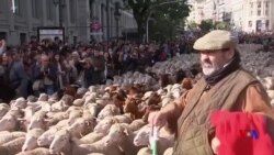 ڤێستڤاڵی شوان و مەڕەکانی لە ئیسپانیا