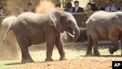 Zimbabwe Elephnats China