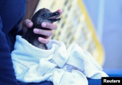 FILE— A penguin carer handles a chick at South African Foundation for the Conservation of Coastal Birds rehabilitation center.