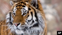 Asian Officials Extend Lifeline For Wild Tigers