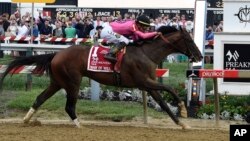 War of Will, ridden by Tyler Gaffalione, crosses the finish line first to win the Preakness Stakes at Pimlico Race Course, May 18, 2019, in Baltimore. 