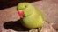 Parrot