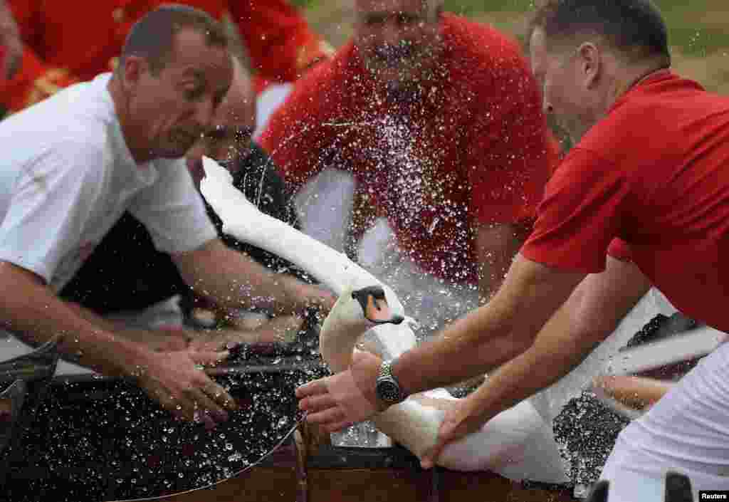 Officials record and examine cygnets and swans during the annual census of the Queen's swans, known as 'Swan Upping', along the River Thames near London.