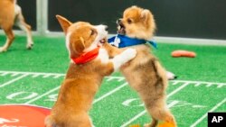 TV Puppy Bowl