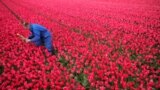 Farmer Piet Warmerdam picks up a yellow tulip from a red flower field as its growth could damage the rest, in Den Helderin, Netherlands.