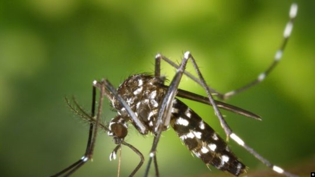 Kasus virus Zika dilaporkan mencapai 100 di Rajastan, India utara. (Foto: ilustrasi).