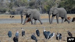 FILE - Elephants walk through a dried channel near the Nxaraga village in the outskirts of Maun, Botswana, Sept. 28, 2019.