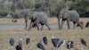 FILE - Elephants walk through a dried channel near the Nxaraga village in the outskirts of Maun, Botswana, Sept. 28, 2019.