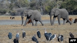 Des éléphants marchent dans un canal asséché près du village de Nxaraga dans la banlieue de Maun, Botswana, le 28 septembre 2019.