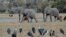 FILE - Elephants walk through a dried channel near the Nxaraga village in the outskirts of Maun, Botswana, Sept. 28, 2019.