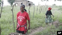 Des femmes swazi préparent une parcelle agricole