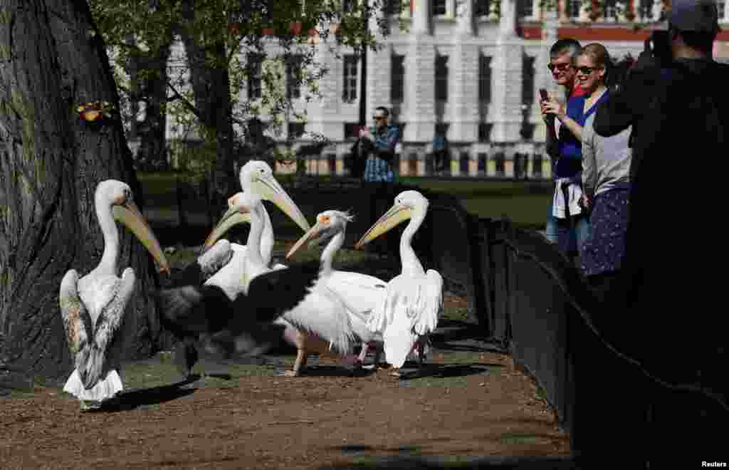 People take pictures of Pelicans at St James&#39;s park in London.