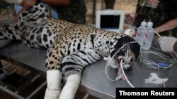 Adult female jaguar named Amanaci receives stem cell treatment on her paws after burn injuries during a fire in Pantanal, at NGO Nex Institute in Corumba de Goias, Brazil, September 23, 2020.