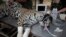 Adult female jaguar named Amanaci receives stem cell treatment on her paws after burn injuries during a fire in Pantanal, at NGO Nex Institute in Corumba de Goias, Brazil, September 23, 2020.
