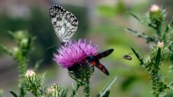 ကိုယ်ချင်းစာစိတ်