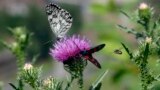 A butterfly and a six-spot Burnet, right, rest on a thistle in Budapest, June 26, 2009.