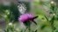 A butterfly and a six-spot Burnet, right, rest on a thistle in Budapest, June 26, 2009.
