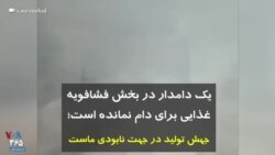 یک دامدار در بخش فشافویه: غذایی برای دام نمانده است؛ جهش تولید در جهت نابودی ماست
