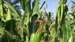 Uhlelo Lokulima Luthakazelelwa Ngabasakhulayo koBulawayo.