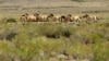 Kuda-kuda liar merumput di padang rumput Mongolia (foto: ilustrasi). 