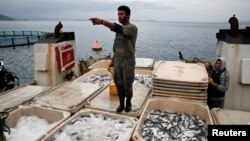 A worker stands atop thermal-insulated boxes with fish onboard a cargo ship at a fish farm of Selonda company near Sofiko village, Greece. 