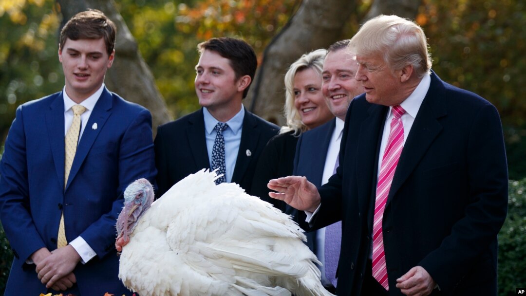 Tổng thống Mỹ Donald Trump phóng sanh gà Tây tại Vườn Hồng, Tòa Bạch Ốc, ngày 21/11/17.