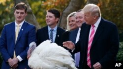 President Donald Trump pardons "Drumstick" during the National Thanksgiving Turkey Pardoning Ceremony in the Rose Garden of the White House, Nov. 21, 2017, in Washington.