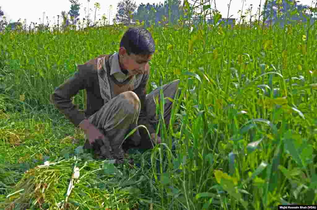 ایک لڑکا سرسوں کی فصل کاٹ رہا ہے۔