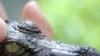 Giới chức kiểm lâm Việt Nam giải cứu 3.500 con cá sấu