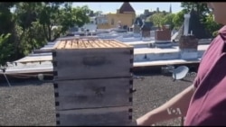 Зупинити вимирання одомашнених бджіл у США можна виставляючи вулики у великих містах. Відео