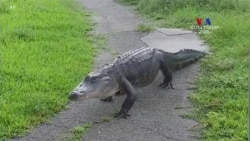 Ֆլորիդայի Էվերգլեյդս ազգային պարկը պաշտպանության կարիք ունի