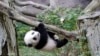 Will Panda Return to US?