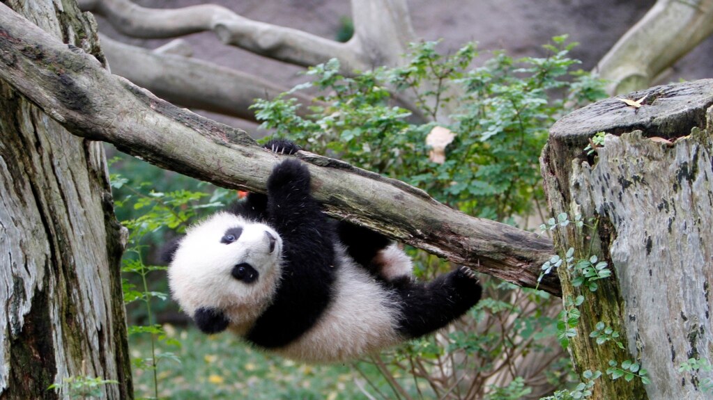 Will Panda Return to US?