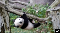 FILE - Yun Zi, a five-month-old panda cub, plays in one of the panda exhibit areas at the San Diego Zoo, Jan. 6, 2010, in San Diego. (AP Photo/Lenny Ignelzi, File)