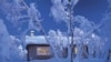 snow covered cottage with trees around