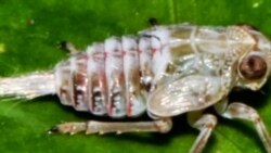 Insecto con engranajes