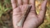 Researchers Discover Very Small Human Ancestors