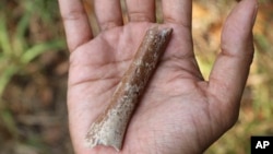 This photo provided by Yousuke Kaifu shows an arm bone fragment excavated on the Indonesia island of Flores. New research suggests ancestors of an early human species nicknamed “hobbits” were even shorter. (Yousuke Kaifu via AP)