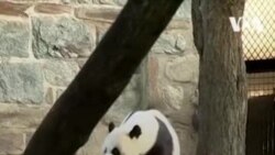 В Вашингтоне вновь откроется зоопарк