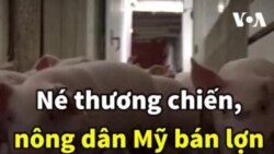 Né thương chiến, nông dân Mỹ bán lợn sang Việt Nam