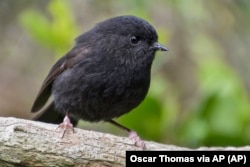 Seekor karure, atau burung robin hitam Kepulauan Chatham yang difoto di Pulau Chatham pada September 2016 merupakan juara kedua dalam kompetisi Burung Tahun Ini Selandia Baru, 16 September 2024. (Oscar Thomas via AP)