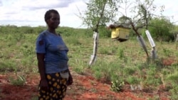Researchers: Bees Help Kenyan Farmers Fend Off Elephants
