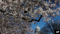 Pohon sakura yang sedang mekar di National Mall dekat Capitol di Washington, DC. (Foto: Dok)